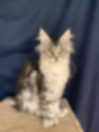 Deanna Enchanted Kittens 2.jpg