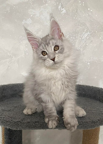 Enchanted Kittens Virginia
