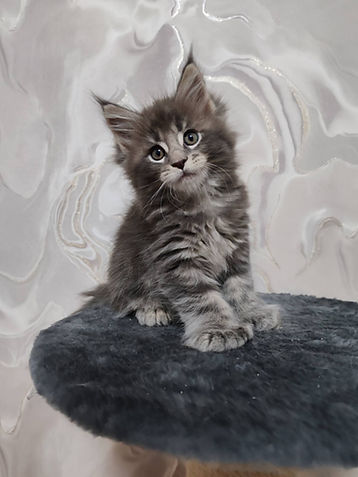 Enchanted Kittens Virginia