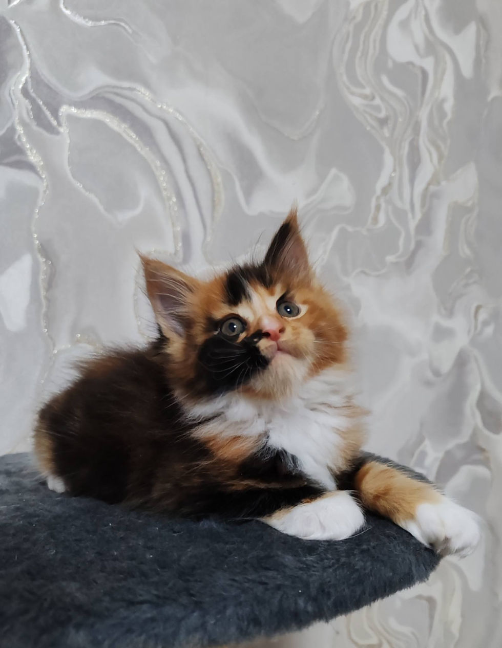 Delilah Enchanted Kittens Nat 4.jpg