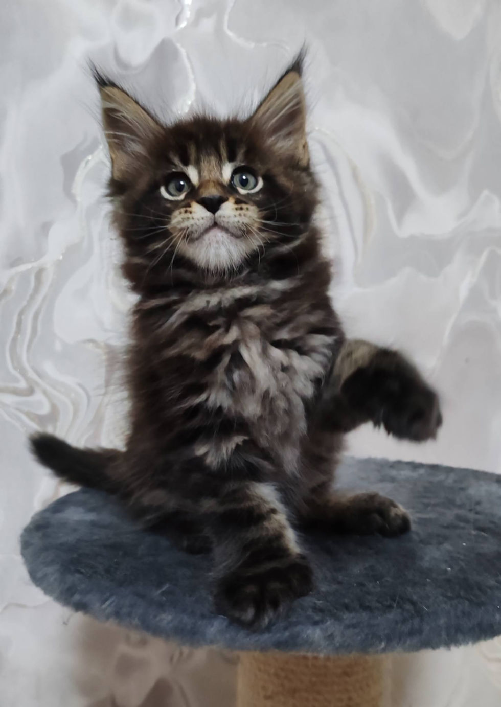 Danny Enchanted Kittens Nat 4.jpg