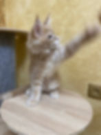 Agate Enchanted Kittens Lyub 3.jpg