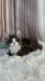 Buddy Enchanted Kittens TS.jpg