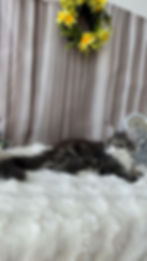 Baron Enchanted Kittens TS 6.jpg