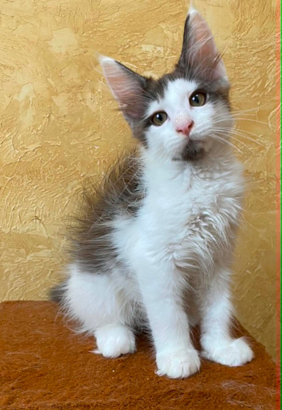 Egor Enchanted Kittens Lyub 4.jpg