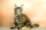 Viola Enchanted Kittens Taty (3).jpg