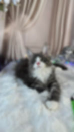 Buddy Enchanted Kittens TS 7.jpg