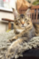 Patrick Taty Enchanted Kittens 1.jpg