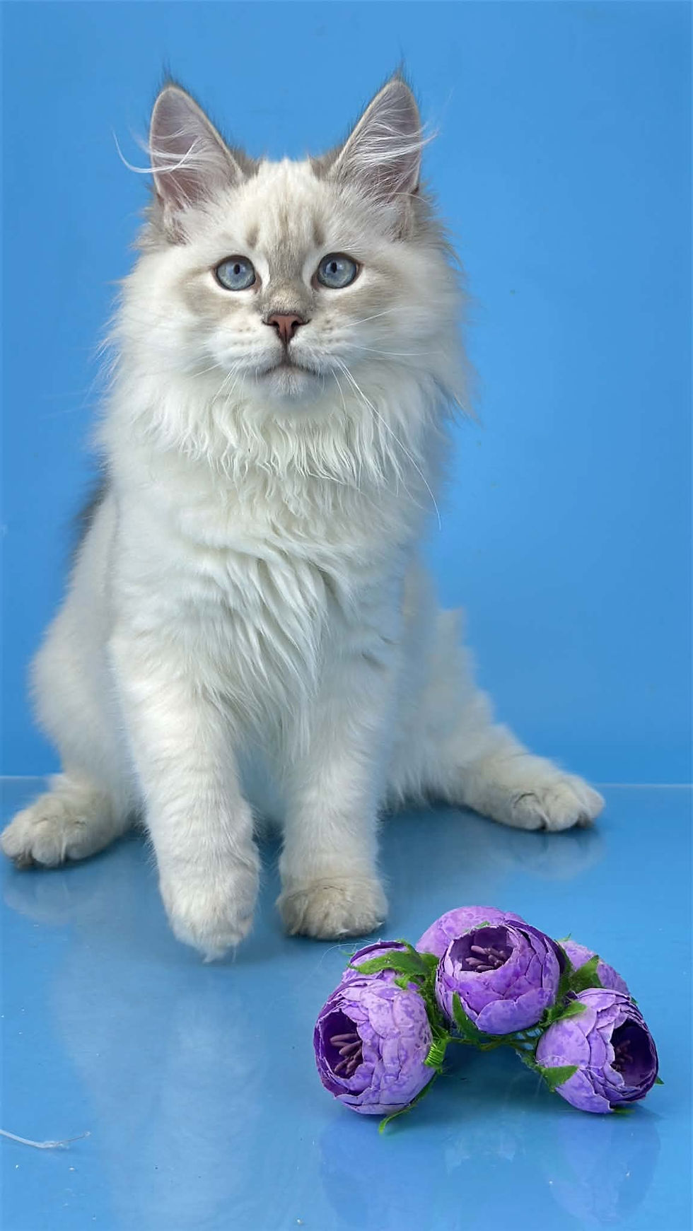 Xavier Enchanted Kittens Alena.jpg