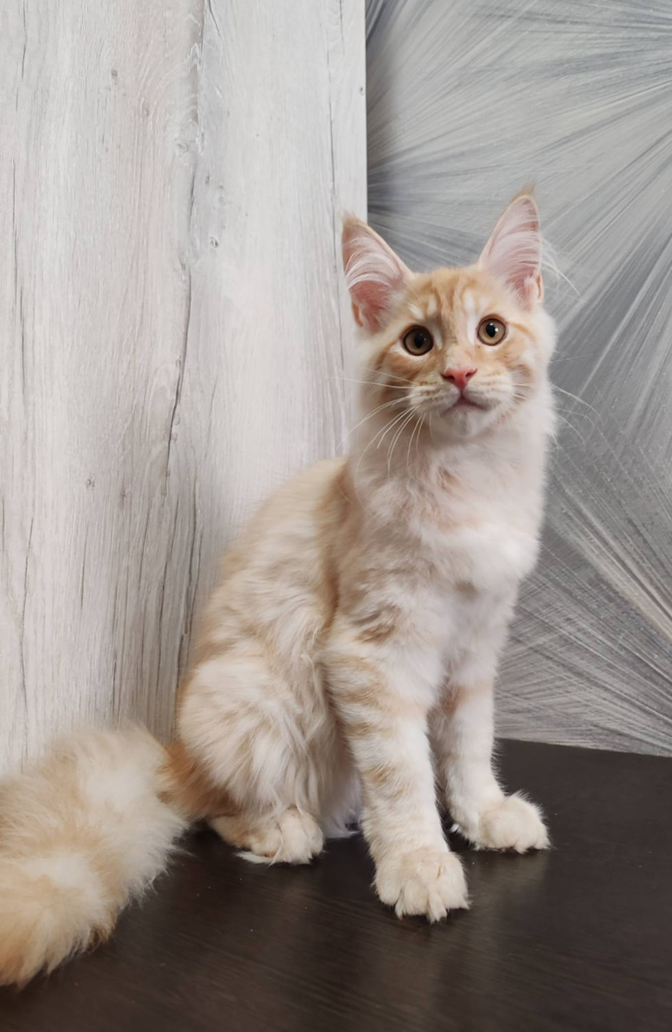 Baron Enchanted Kittens Nat 13.jpg
