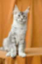 Olivia Taty Enchanted Kittens 5.jpg