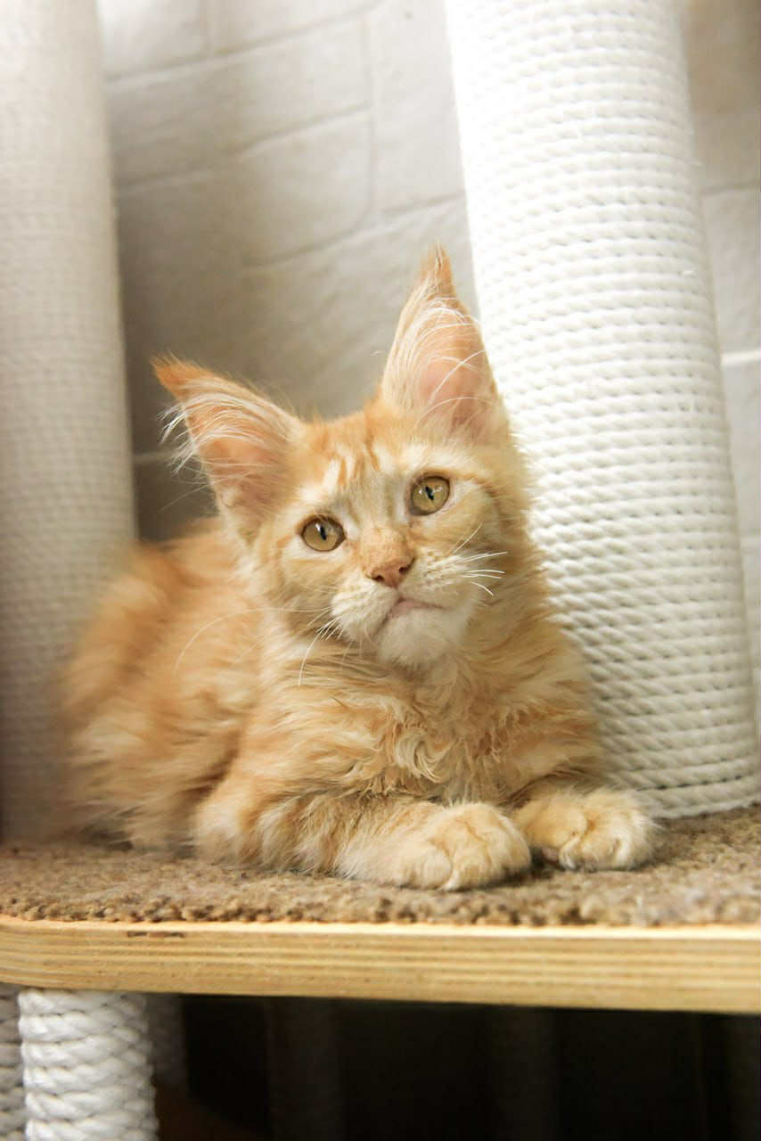 Biscotti Enchanted Kittens Taty 1.jpg