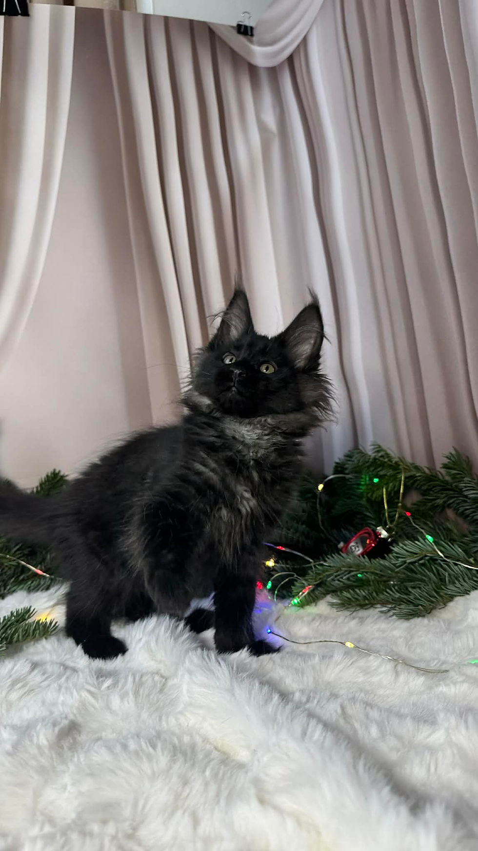 Garna Enchanted Kittens TS 5.jpg