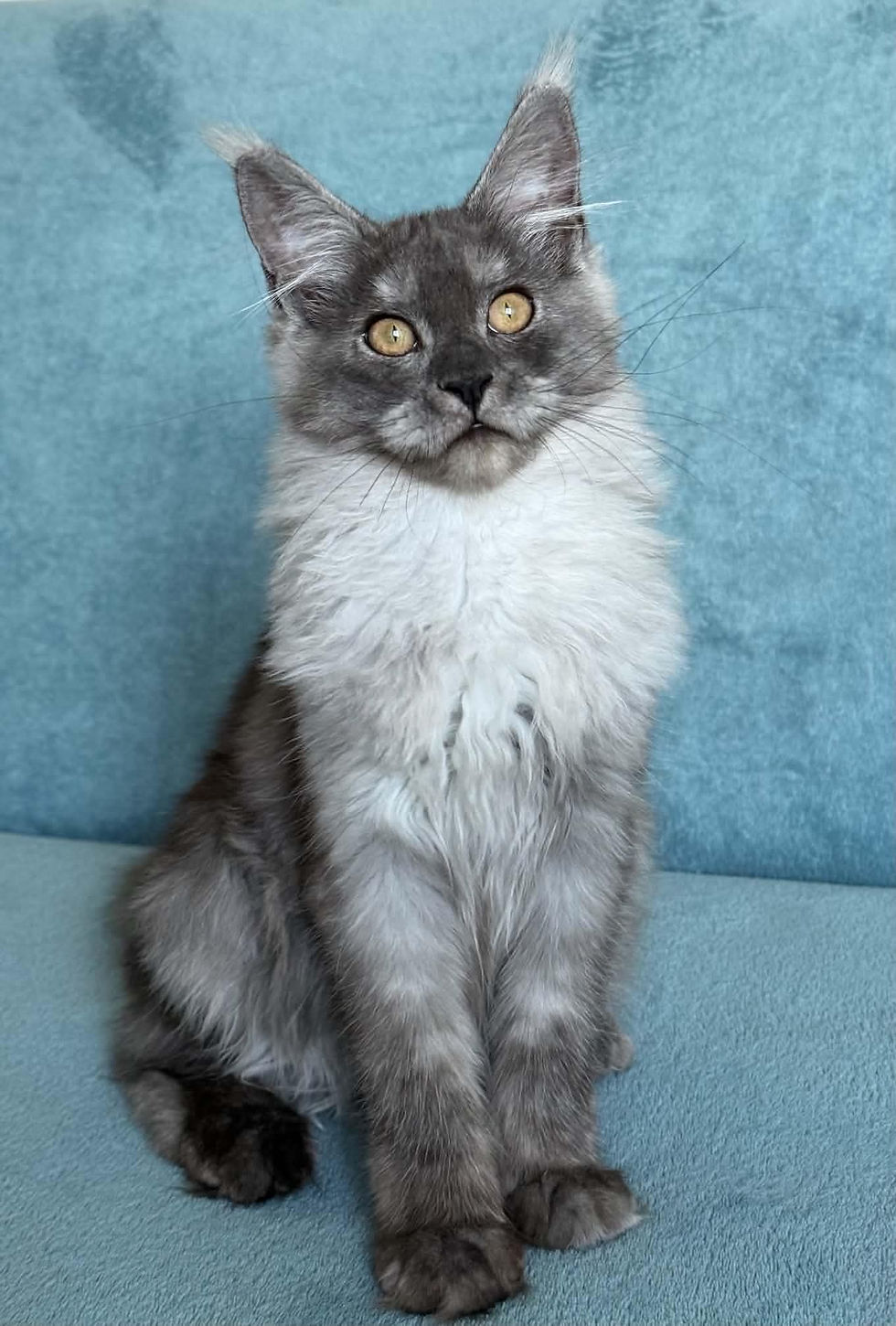 Shelby Enchanted Kittens A.jpg