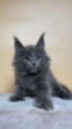 Niks Enchanted Kittens O 1.jpg