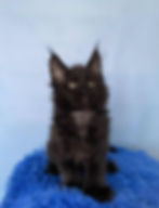 Ursula Enchanted Kittens 1.jpg