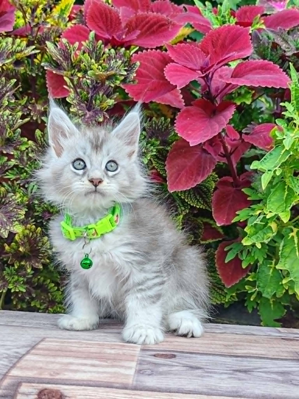 Clyde Enchanted Kittens Nat 3.jpg