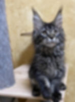 Vinko Enchanted Kittens Lyub 3.jpg