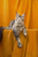 Patricia Taty Enchanted Kittens 1.jpg