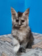 Petunia Enchanted Kittens Lyub 5.jpg