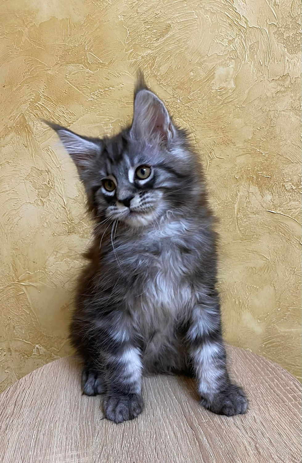 Yoshi Enchanted Kittens LYUB 5.jpg