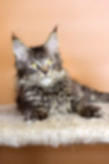 Victor Enchanted Kittens Taty.jpg