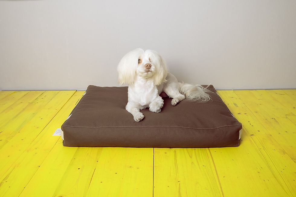 Miniaturbild: Nachhaltiges Hundekissen – #1