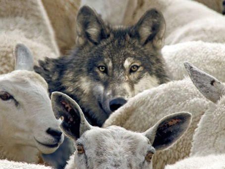 HOW DO I DISCERN A FALSE TEACHER?