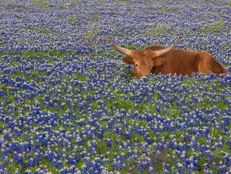 THE BEAUTY OF SIMPLICITY…