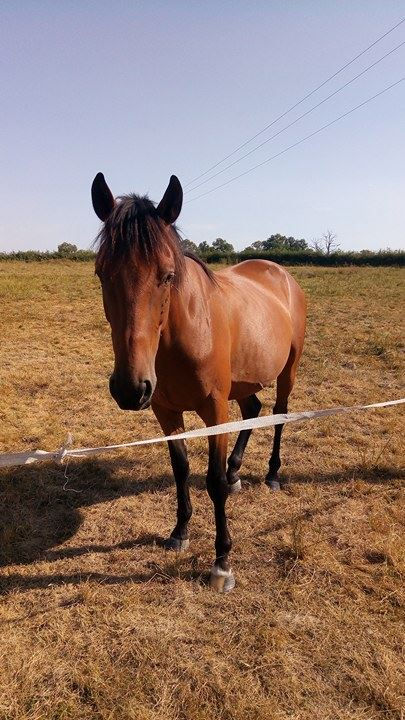 21903628_522961751388927_166969120_n