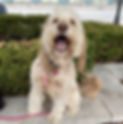 therapy dog_edited_edited.jpg