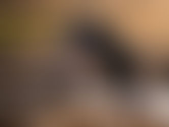 Why Dogs Ignore Recall Cues — And How Reliable Recall Is Really Built