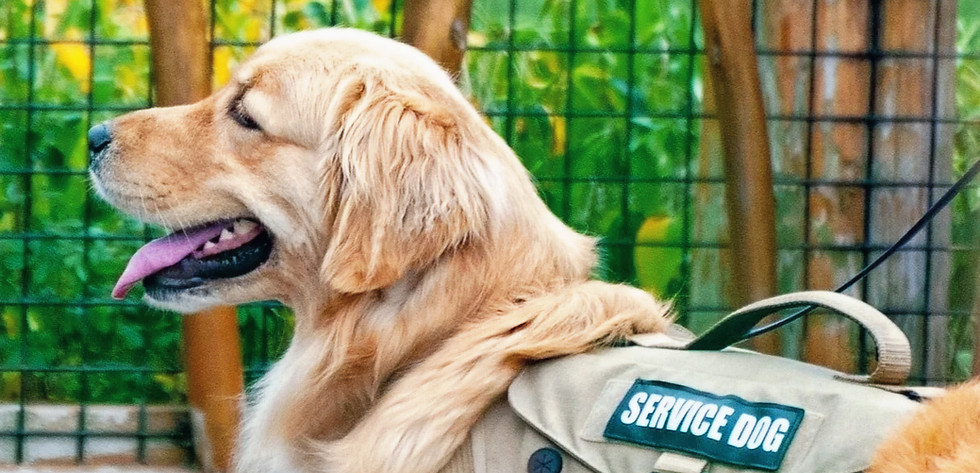 Service dog wearing working vest
