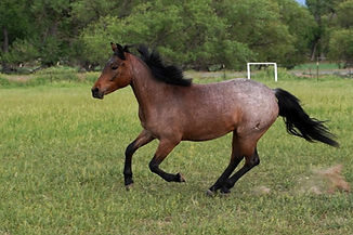 Chantilly June 2020.jpg