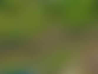 Suspected Burmese Python Sighting in Abaco