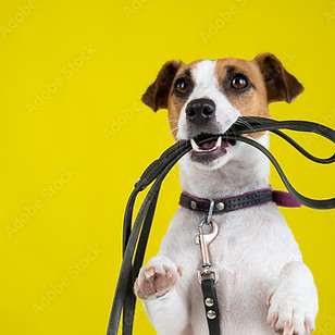 1000_F_482833017_yEMzLCxLAkNCvzMKA8h6rBOv4RhkRdCQ.jpg