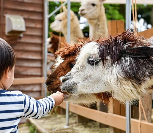 Pairi Daiza offer - eloce hotel
