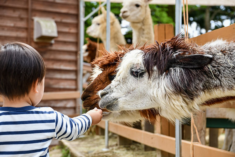 Pairi Daiza offer- eloce hotel
