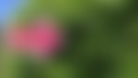 Let His Light Shine Upon You