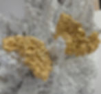 Thumbnail: Gold  Barnacle Statement stud earrings 