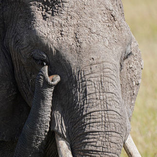 Elefante en safari con Salvaje Travel
