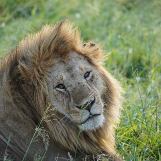 León en safari con Salvaje Travel