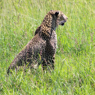 Leopardo descansando. Kenia - Salvaje Travel