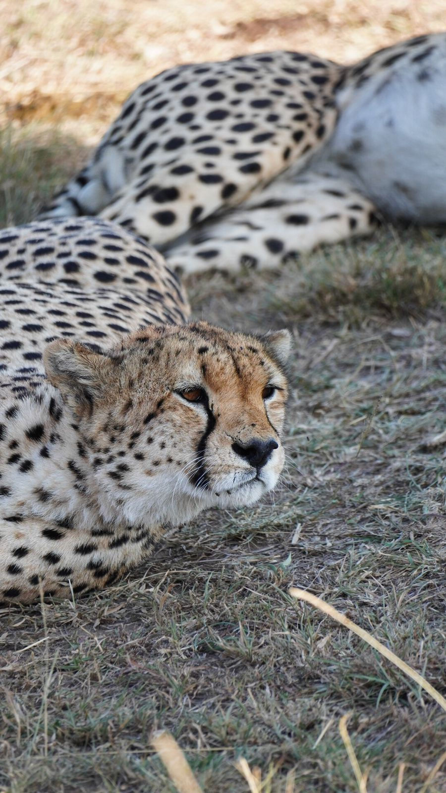 Chita en safari con Salvaje Travel
