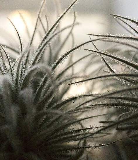 Air Plants Ilmakasvi Turku Tillapallo