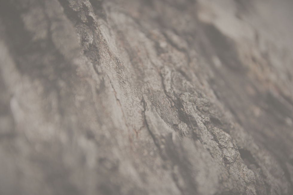 Tree Texture_edited_edited_edited_edited