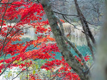 Top Alternatives to Cherry Blossom Season in Japan​