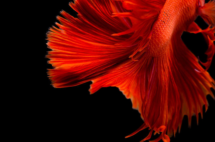 close-up-fish-against-black-background.jpg