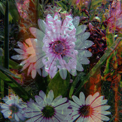 flowers regent image 7.jpg