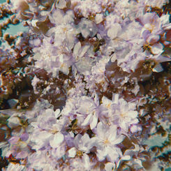 regent flower image further 7.jpg